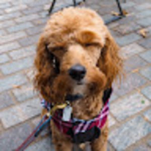 Meet your Posher, Akari